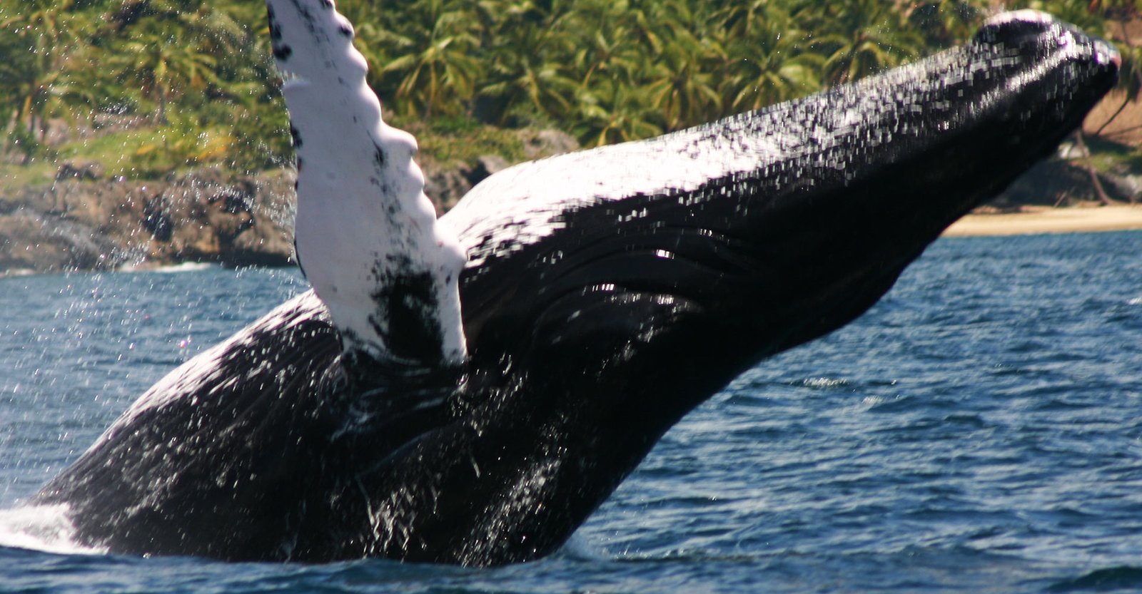 One of the Best Excursions from Las Terrenas : Humpback Whale Watching Tour in Samana Bay Dominican Republic.